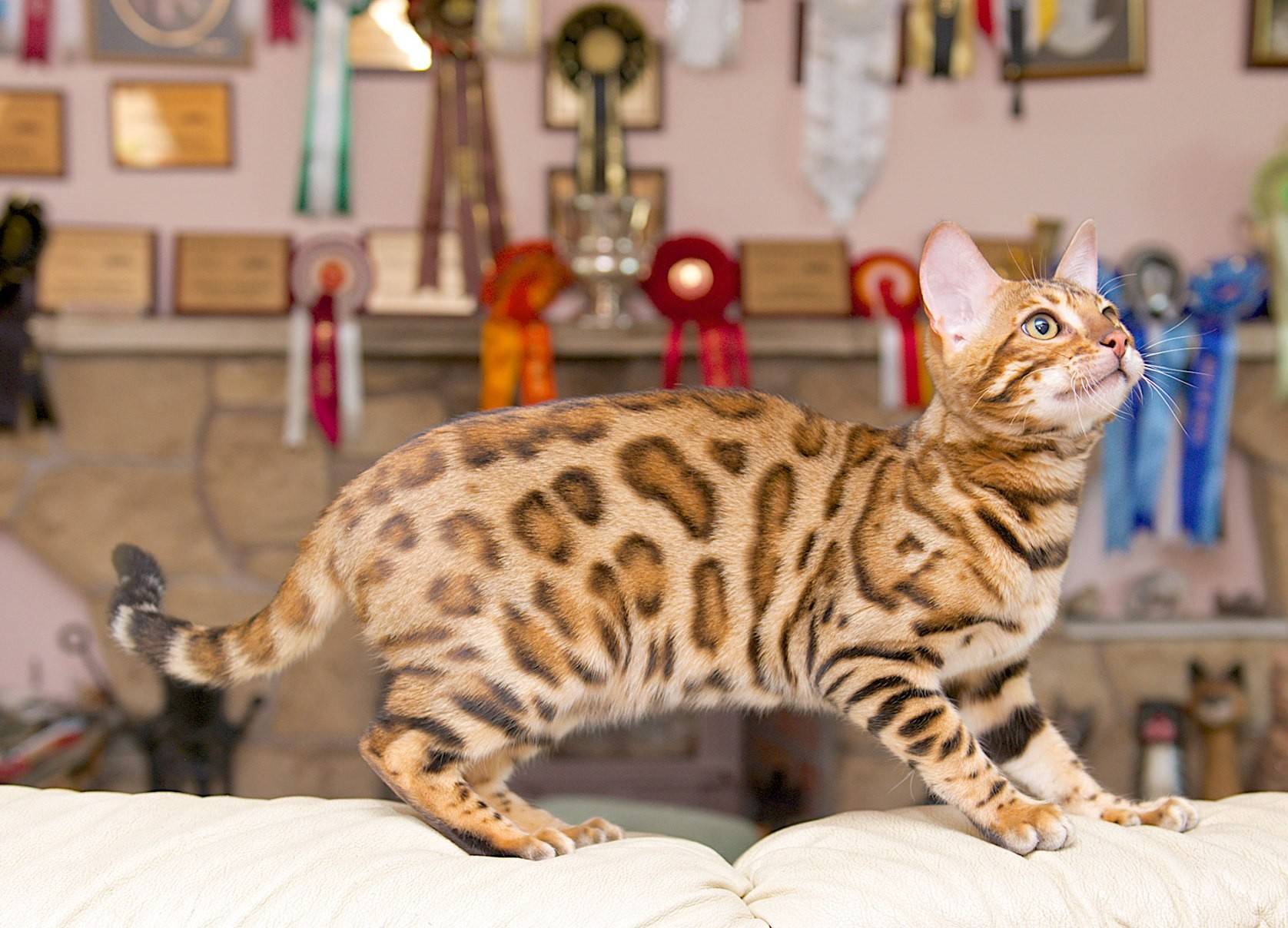 Бенгальская кошка характер и поведение. виды окрасов шерсти