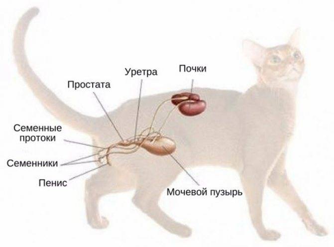 Проблемы с почками у кота: симптомы больных почек, лечение
