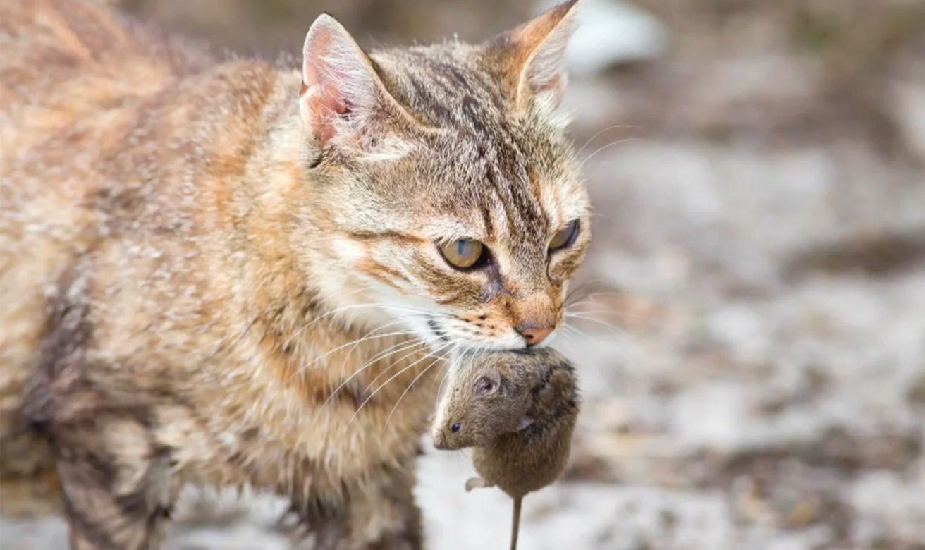 Какие кошки ловят мышей лучше других. как кошки ловят мышей.