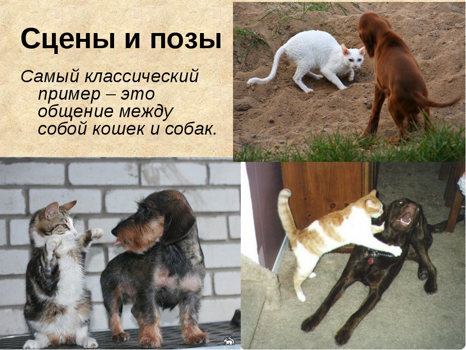 Понимают ли собаки человеческую речь