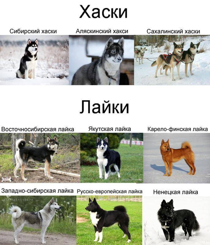 Собака лайка — характеристика вида: какие породы бывают, чем они похожи и в чём отличия