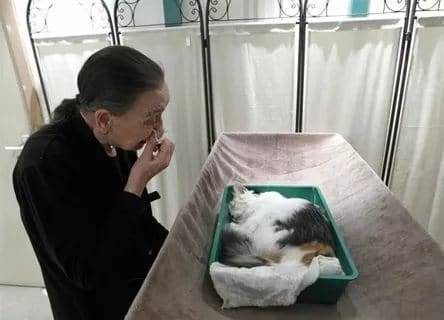 Как похоронить кошку: места и способы, законодательные нормы, особенности захоронения зимой