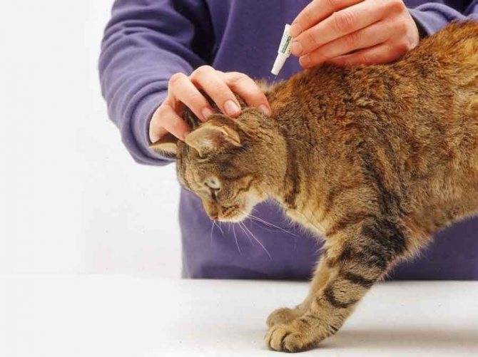 Фелинотерапия или какие болезни людей лечат кошки