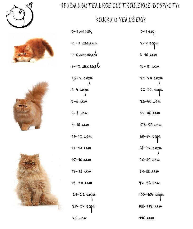 Кошка сколько гуляет дней: период течки в зависимости от условий