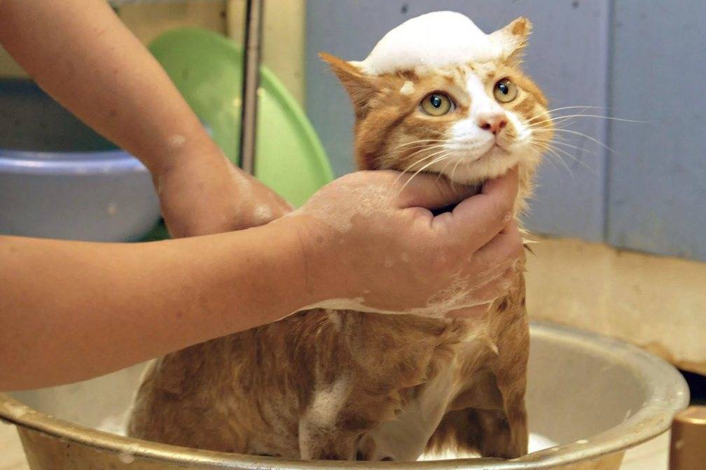 5 теорий, почему кошки боятся воды