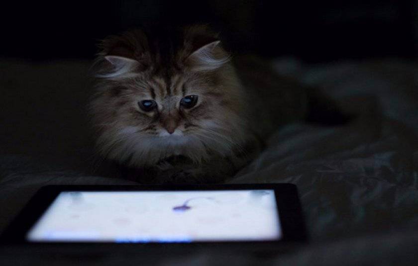Аквариум для кошек онлайн. видео для кошек на мониторе – развлечение для пушистиков
