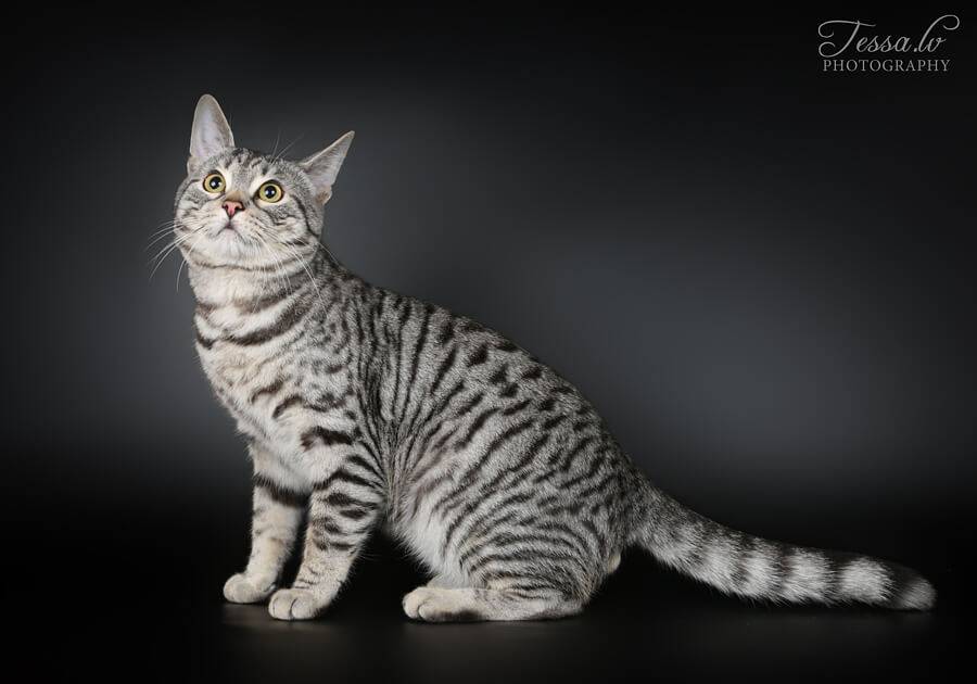 Европейская кошка: описание породы, характер, питание, здоровье