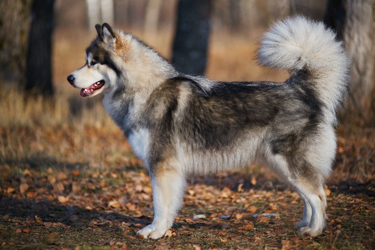 Собака аляскинский маламут: характеристика породы