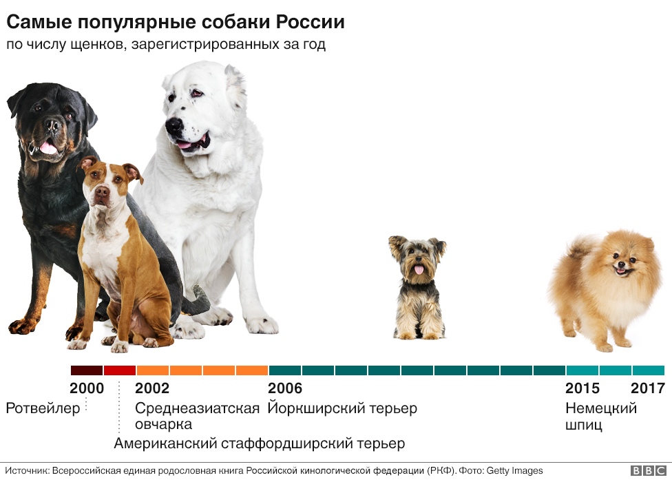 Самые популярные породы собак в мире: топ-10