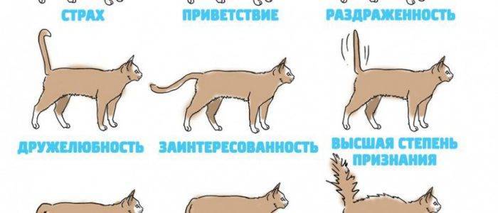 Почему кошки виляют хвостом: варианты что это значит