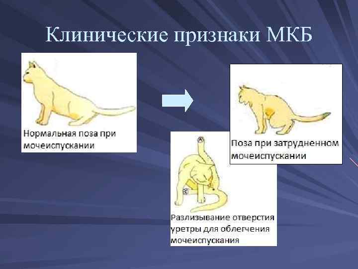 Симптоматика болезней почки у кошки: эффективные способы лечения недуга