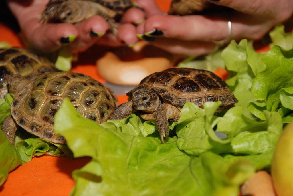Среднеазиатская черепаха: уход, кормление, особенности и содержание