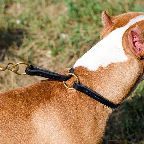 Электрический ошейник для собак: зачем его используют и эффективен ли он