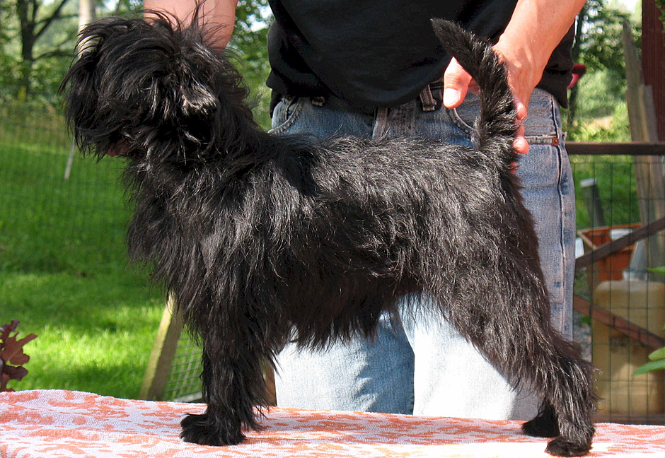 Аффенпинчер (фото): «бородатая собачка» из германии