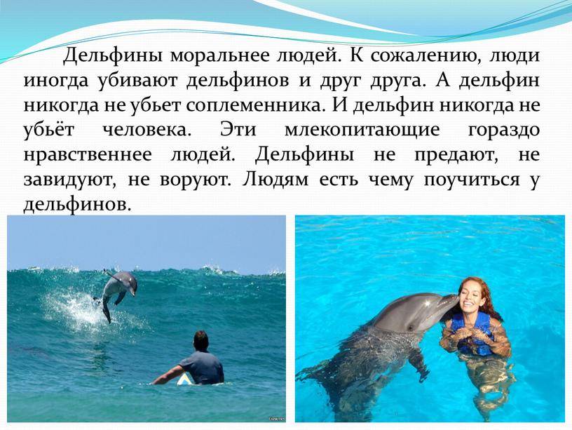 Дельфин я люблю текст. Дельфины друзья человека. Дельфин отношения с человеком. Язык дельфинов. Дельфин друг человека.