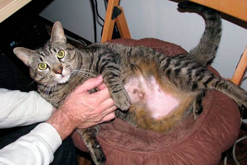 Выпадение шерсти у кошек: причины и лечение, лезет шерсть
