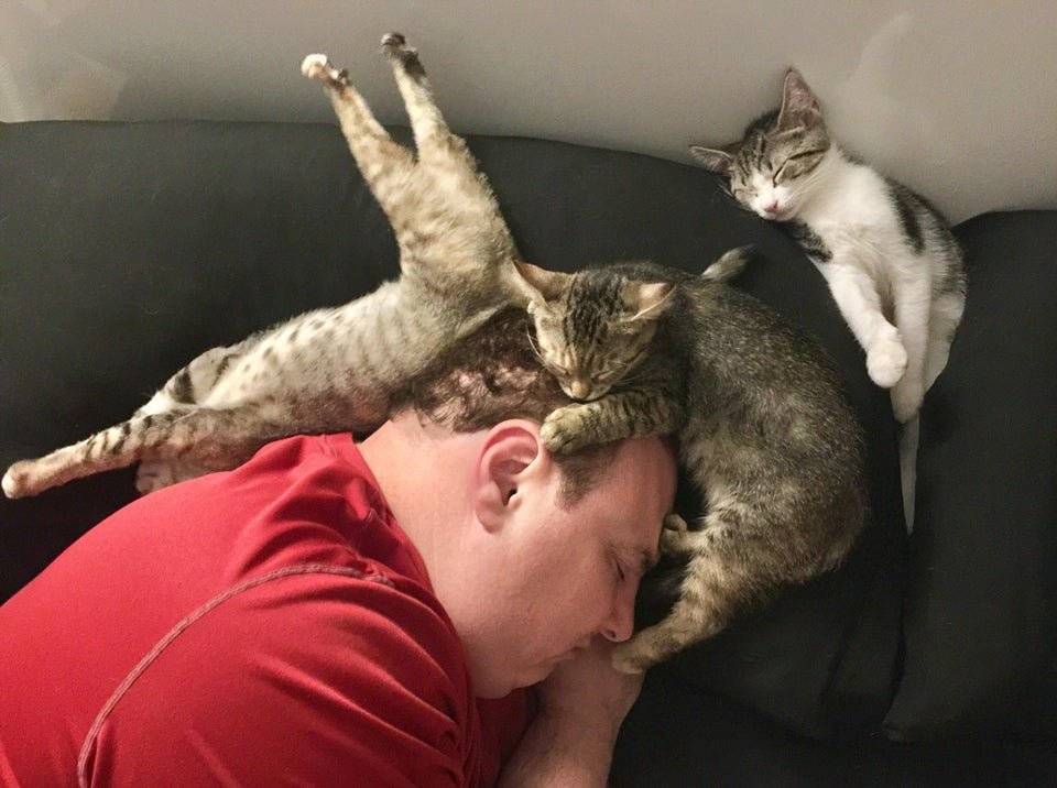 Почему кошки спят на человеке