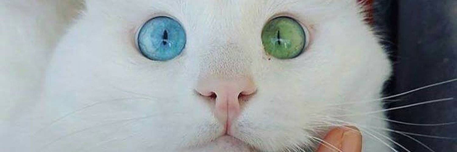 Почему нельзя смотреть кошке в глаза: мистические и научные причины