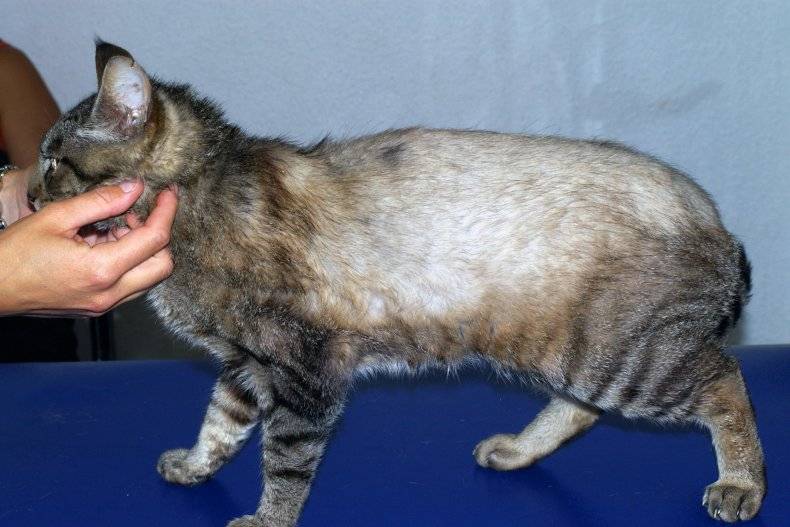 Демодекоз у кошек: симптомы с фото и лечение препаратами и народными средствами в домашних условиях