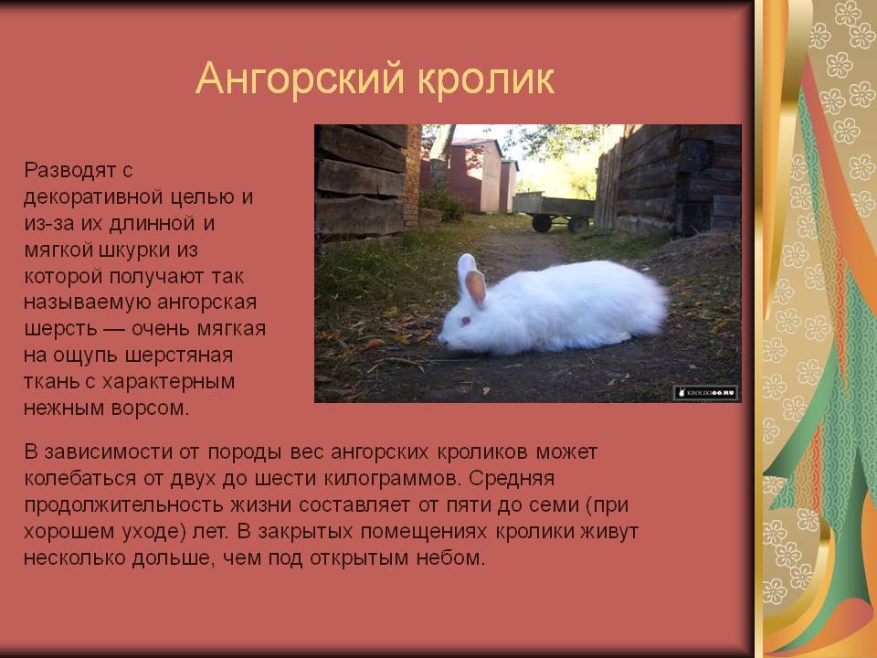 Ангорский кролик: породы, фото, содержание и уход