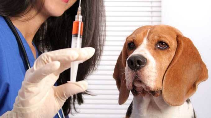 Все о прививках для собак