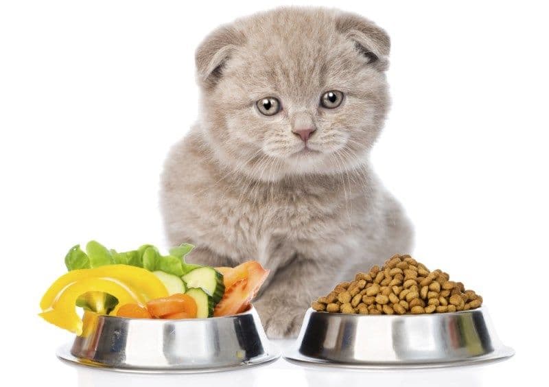 видовое питание для кошек
