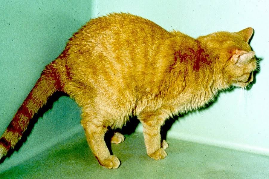 Гепатит у кошки: причины, симптомы и лечение