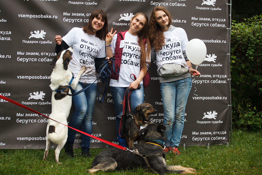 17 сентября 2022 в г.щербинка выставка «хочу домой»: собаки и кошки из приютов москвы и мо «приют щербинка», «алабай 911», «счастливый друг»