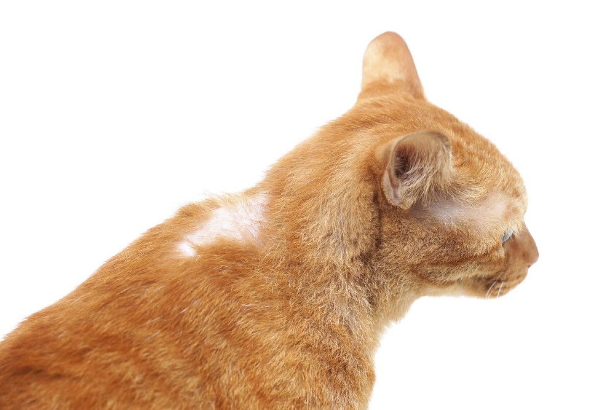 дерматит у кошек фото