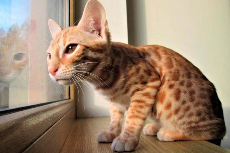 Серенгети (кошка) - 100 фото и видео описание признаков породы