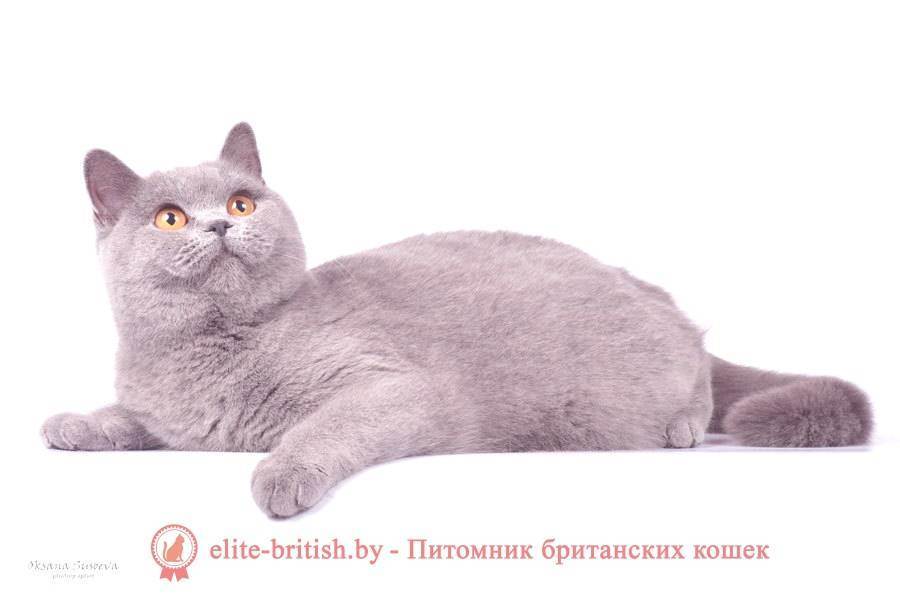 Окрасы шерсти британской кошки