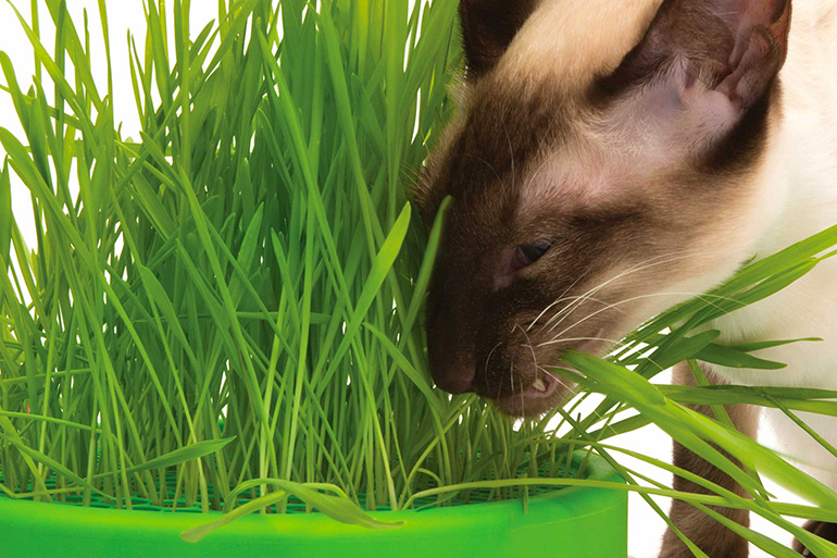 Трава для кошек: какие виды растительности они едят, как вырастить лакомство в домашних условиях, отзывы