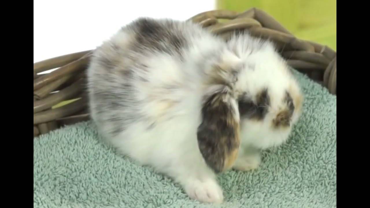 Причины и лечение поноса у кроликов