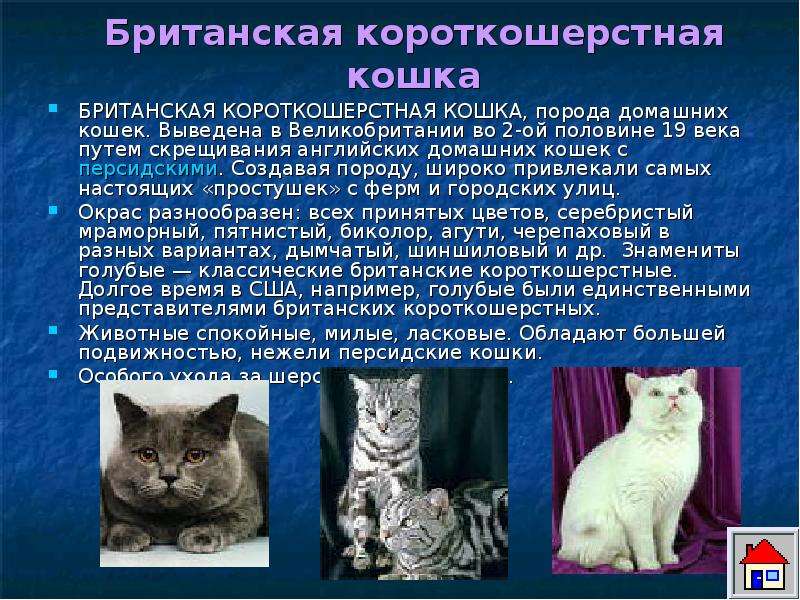 Британская короткошёрстная кошка: описание породы, часто ли течка, внешность и характер, фото британца, уход, кормление и повадки котёнка