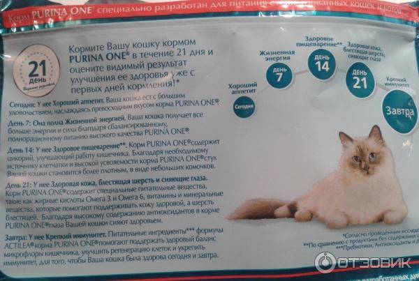 Корм для котят: рекомендации ветеринаров, рейтинг самых лучших марок
