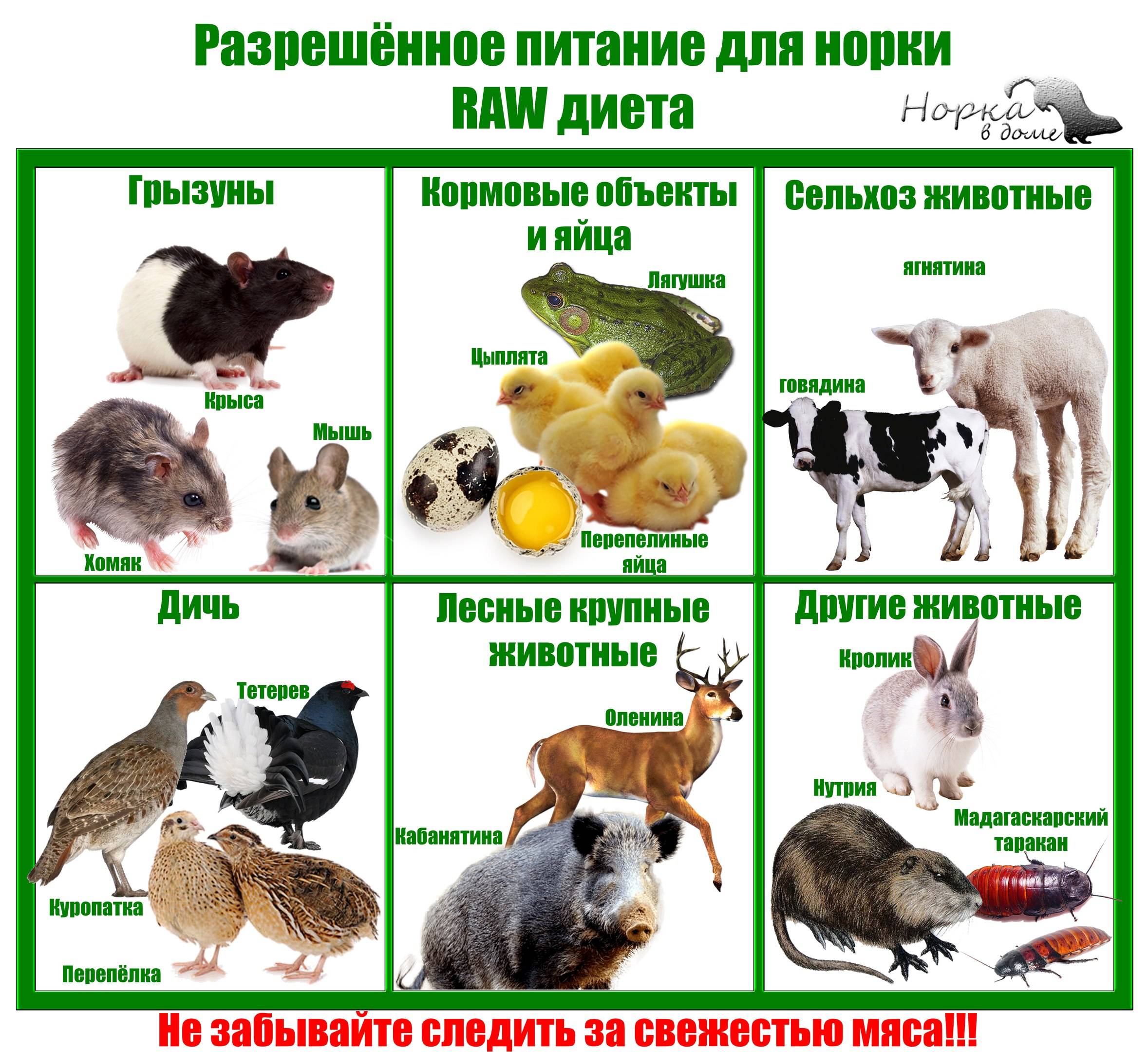 Норка - описание, как выглядит, чем питается, где обитает, фото, враги