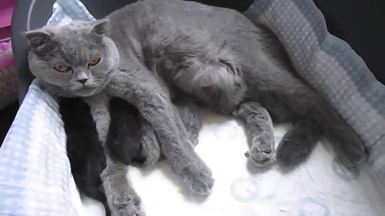 Новорожденные вислоухие котята - развитие котят по неделям