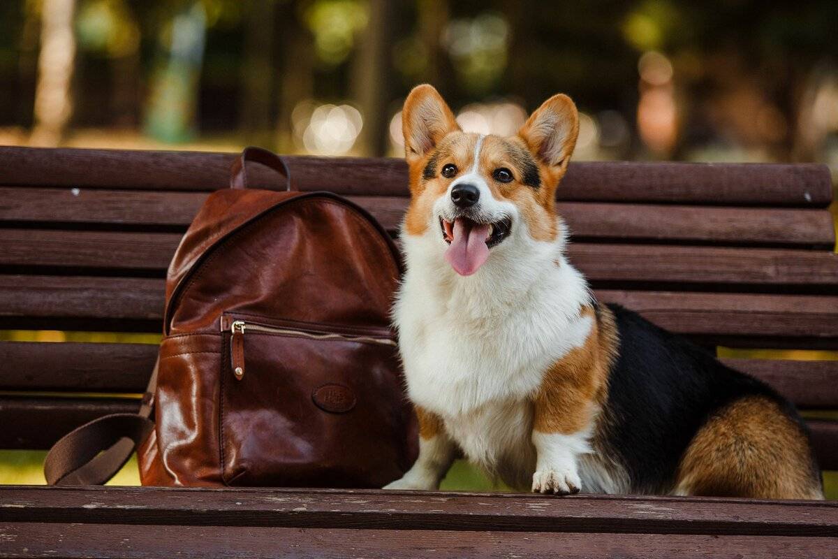 Вельш корги пемброк (welsh corgi cardigan) — особенности и описание породы, фото, характер, содержание, все о собаке от а до я