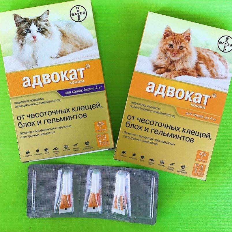 Инструкция по применению препарата «адвокат»: капли на холку от блох, клещей, глистов и других паразитов для кошек