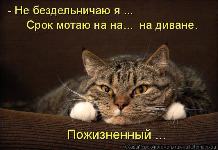 Человек большой выдумщик, но и кошки думают о людях, что люди большие коты