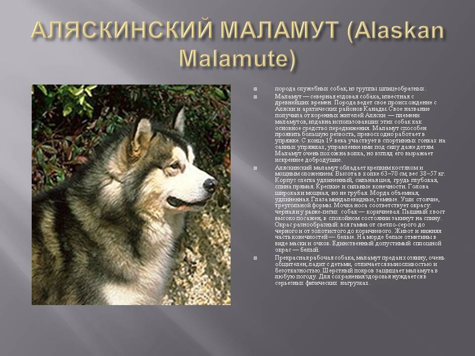 Сибирский хаски: описание породы, характер, уход, фото и отзывы владельцев
