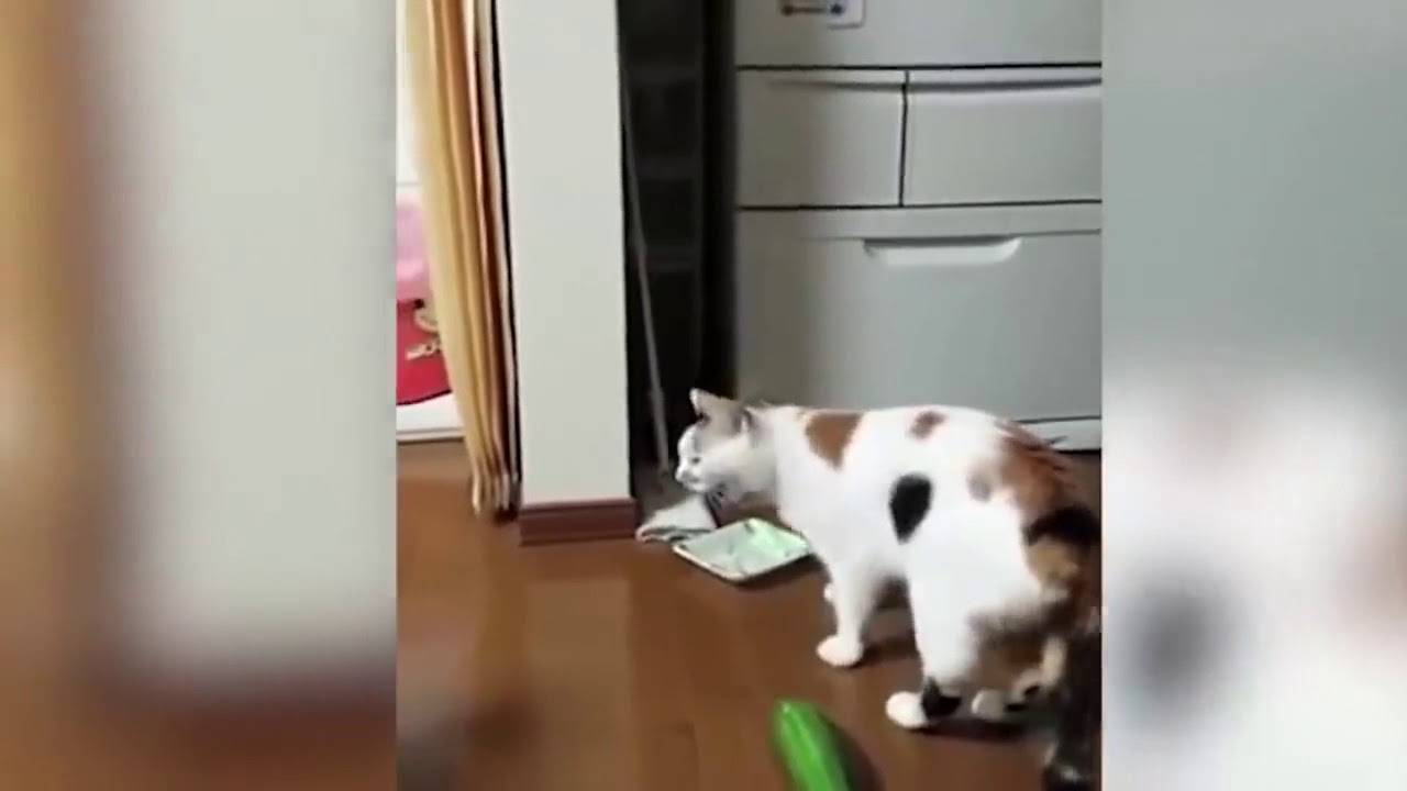 Почему кошки боятся огурцов