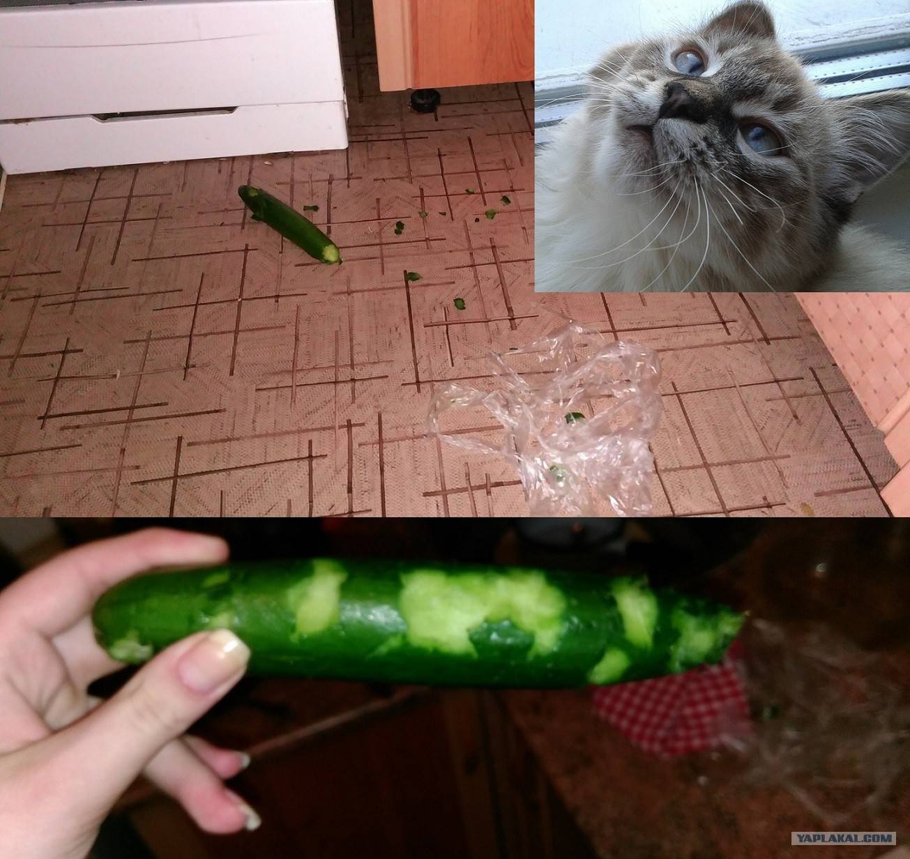 Почему коты боятся огурцов — life-sup.ru