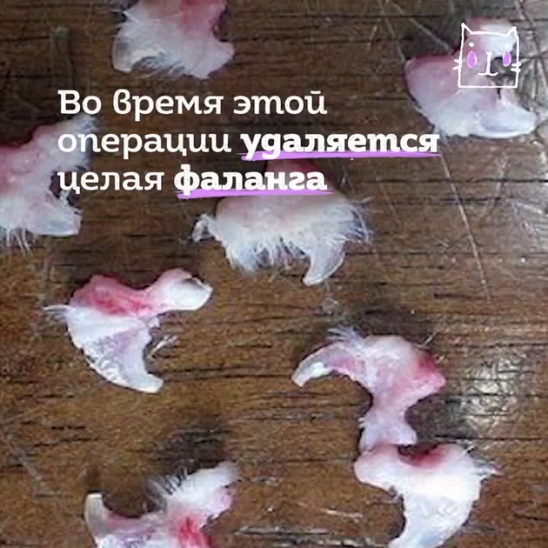 Удаление когтей у кошек | hill's