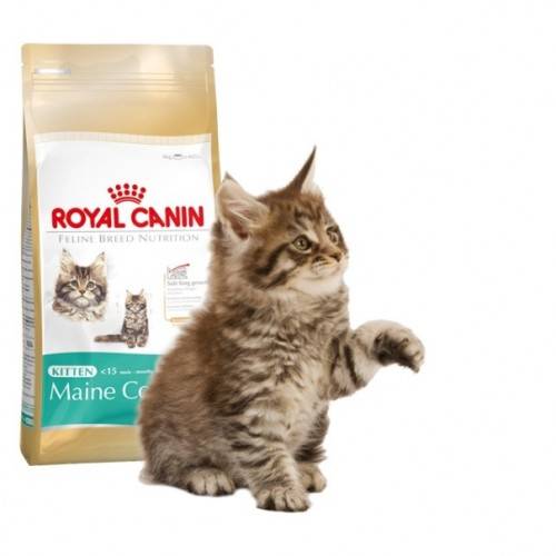 Чем кормить кошек породы мейн-кун: промышленные корма или натуральное питание
