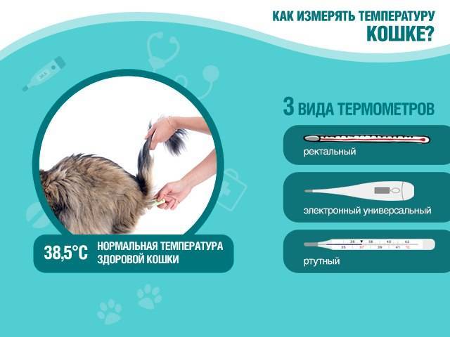 Температура тела кошки - норма и патология