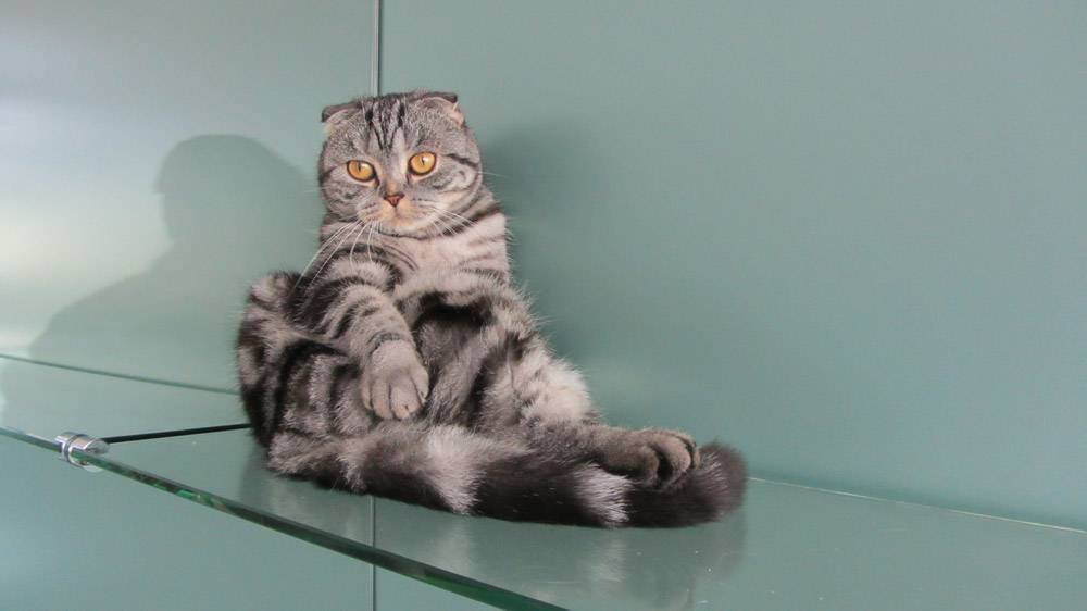 Скоттиш фолд: подробное описание породы, советы владельцев по уходу и характеру кошки (95 фото)