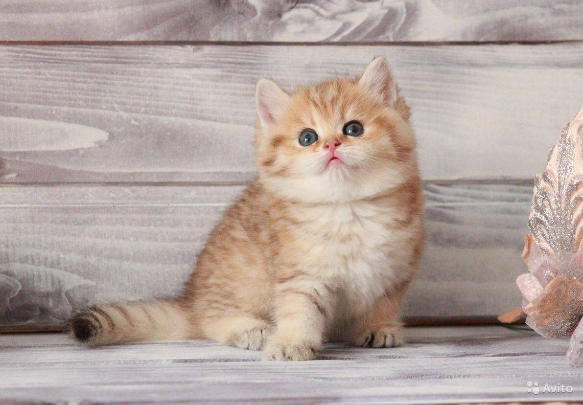 Золотая шиншилла кошка: фото, описание, стандарт, характер, уход