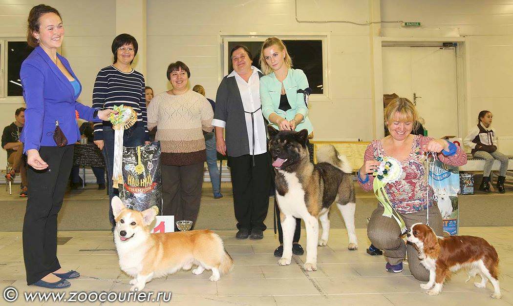 Титулы кошек по системе wcf (would cat federation)