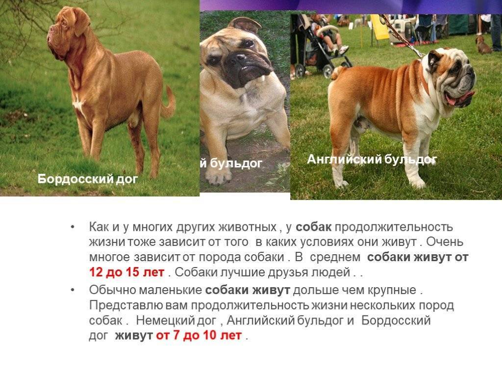 10 пород собак, которые живут дольше всех | factinteres
10 пород собак, которые живут дольше всех | factinteres